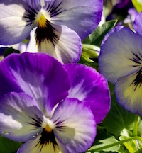 ColorMax comes in 10 colors and a mix. 'Icy Blue,' (shown) 'Popcorn' and 'Lemon Splash' are must-have plants for cool-season landscapes. The plants reach 6 to 8 inches tall with a spread of about 10 inches. ColorMax violas are very cold-tolerant and transplant to the garden with ease.