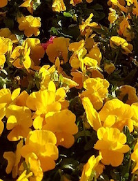 Yellow Colormax violas yield a dazzling number of flowers per square foot. Here they are partnered with Sonnet snapdragons for a colorful cool-season landscape.