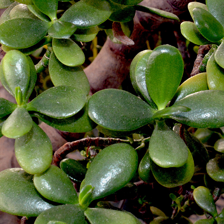 Jade plant, Crassula ovata