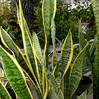 Snake Plant, Sansevieria trifasciata