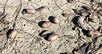 Pecans on the ground on the UGA Tifton Campus in this 2013 photo.