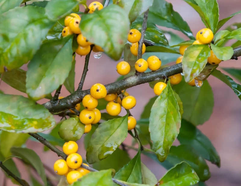 Though the leaves haven't fallen, this Finch Gold possumhaw holly is already showing out with branches filled with golden berries.