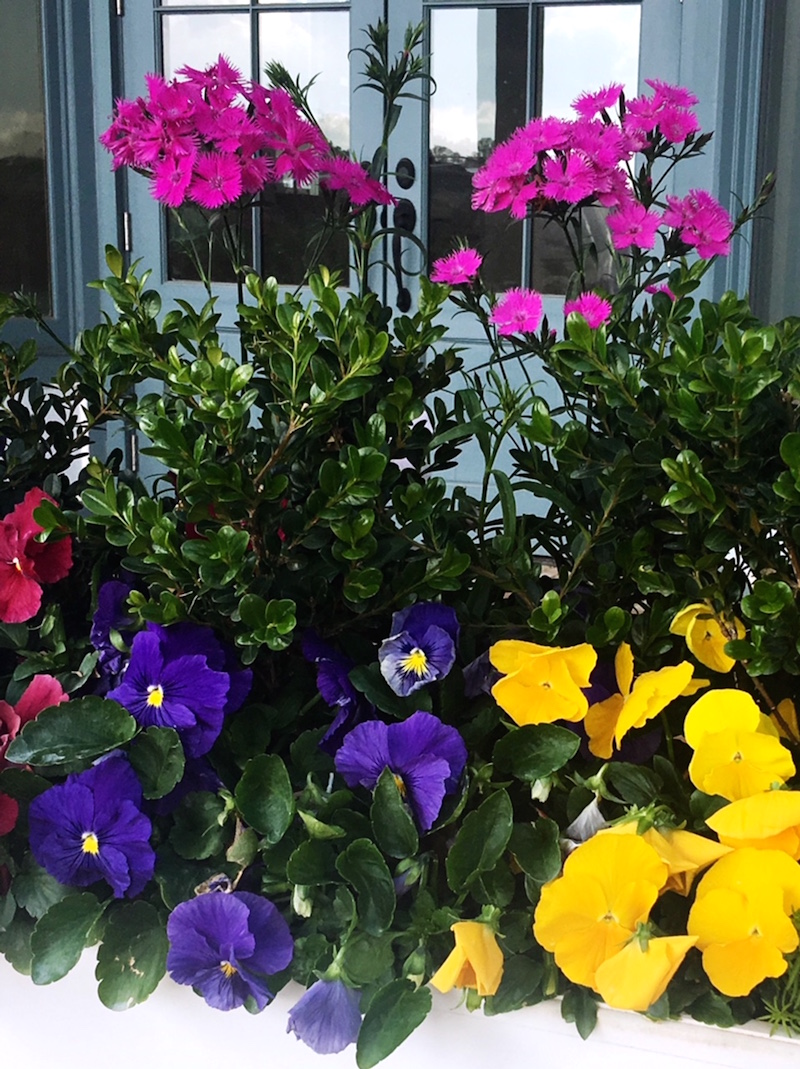 'Bouquet Rose' dianthus makes a perfect partner for this planter box containing Delta Pure Color Mix pansies.
