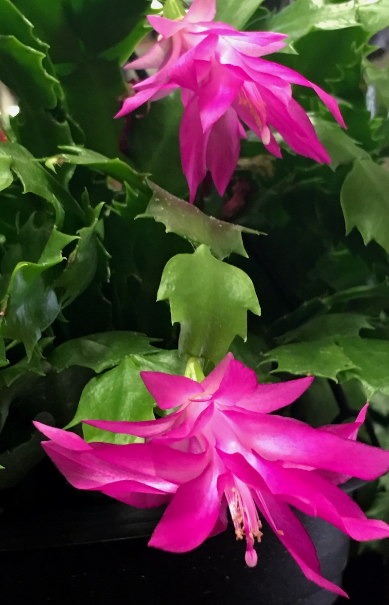 Bright pink blooms at the end of a Christmas cacti