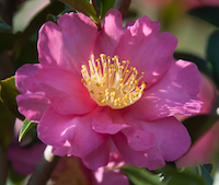 The blooms of the 'Kanjiro' camellia bring in an assortment of pollinators.