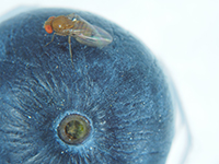 Spotted wing drosophila deposit eggs into ripe blueberries and leave the fruit unmarketable. Buyers will not accept blueberries with SWD damage.