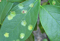 Exobasidium disease causes spots on the leaves and fruit, decreases the fruit's size and, because of the fruit's immaturity, gives it a bitter taste.