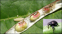 Cowpea curculio is still the biggest, most troublesome pest for Southern pea farmers.