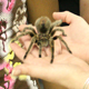 UGA entomologist Marianne Robinette, right, introduces a few students to Rosie the tarantula.