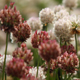 Deep pink flowers on this clover differ from the plant's typical white flowers.