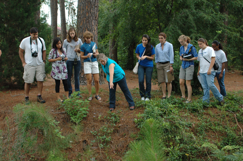 South Georgia students and teachers learn about invasive species, like this climbing fern, at a recent course in Tifton.
