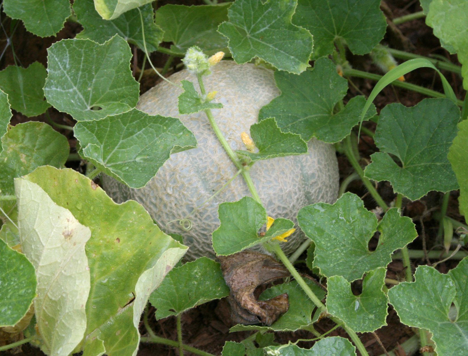 A canteloupe grows on a vine in a central Georgia backyard garden.
