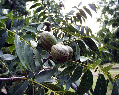 Green pecans grow on a tree in South Georgia.