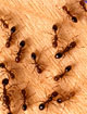 To eliminate fire ant mounds completely, UGA experts say you must apply baits every six months.