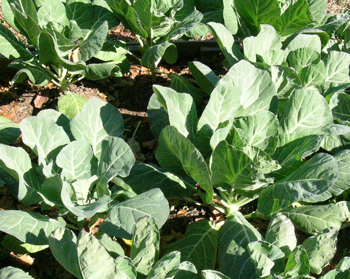 Collard greens grow in a garden in Butts Co., Ga.