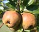 Fire blight disease makes growing pears in Georgia a difficult task. The best tactic is to select resistant varieties.