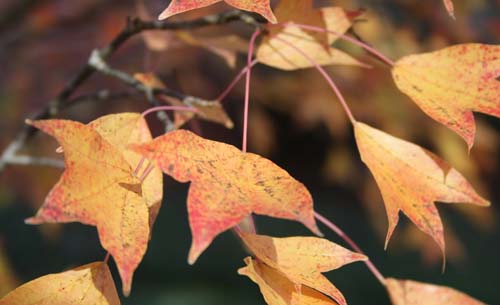 Yellow leaves on a tree in the fall of the year