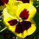 These yellow-faced pansies are classic winter flowers, ready to plant in Georgia between middle September and the first of November, depending on the planting zone.