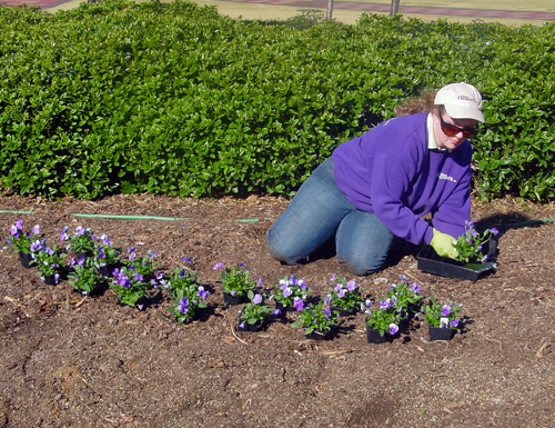 Jenny Hardgrave of Simply Flowers Inc. plans her pansy bed at Centennial Olympic Park in Atlanta, Ga.