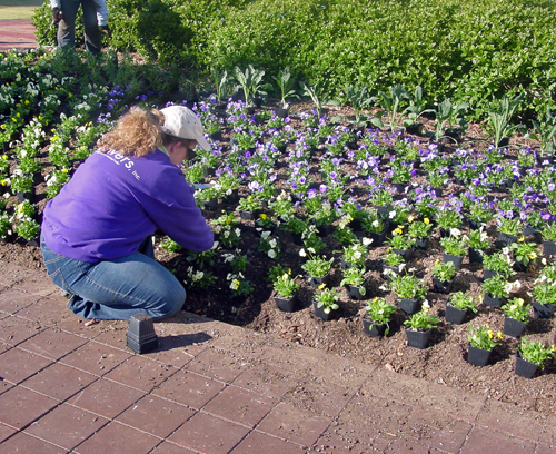 Jenny Hardgrave of Simply Flowers Inc. and her crew add pansy color to a flower bed at Centennial Olympic Park in Atlanta, Ga.