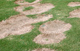 Spring dead spot is one of the most common diseases of bermudagrass in Georgia. It occurs most on intensively maintained lawns and golf courses.