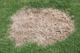 Close-up image of spring dead spot disease.