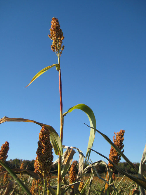Sorghum plant growing in the field.