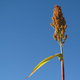 Sorghum plant growing in the field.