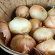 Sweet Vidalia onions in a basket at a roadside stand in Tattnall County, Ga.