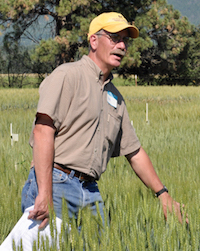 Robert Stougaard's research has focused on the biology and management of the wheat midge, management of stripe rust, the development of competitive cropping systems for the control of wild oat, and the effects of environmental and varietal factors on falling numbers in wheat.