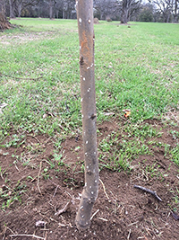 Pecan producers identify beetle activity by the toothpick-sized sawdust tubes the beetles leave sticking out of holes in pecan trees.