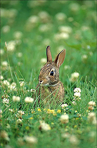 The fictional Peter Rabbit isn't the only rabbit that enjoys munching in vegetable gardens. To keep rabbits out of home gardens, University of Georgia Extension specialists recommend building a fence around precious plants. The fence must be at least 2 feet high and must be buried 8 to 12 inches deep.