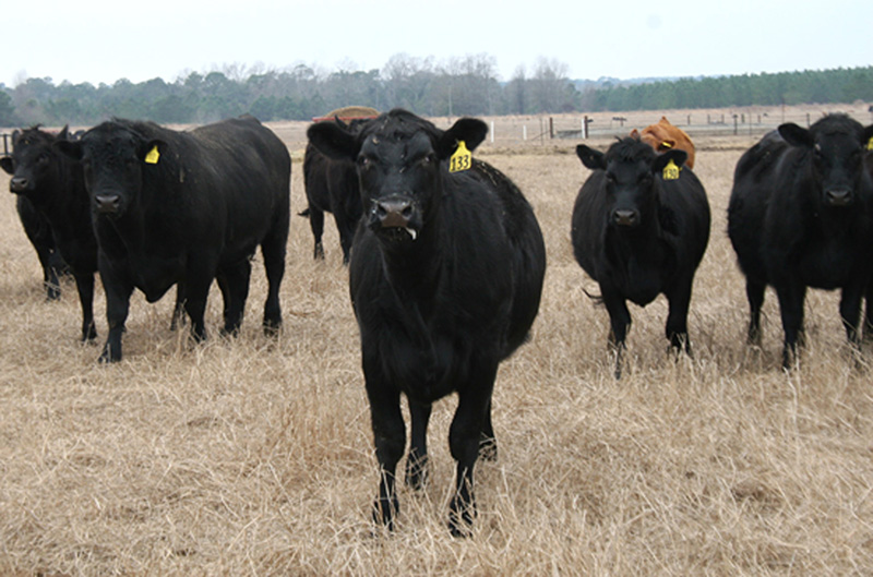 Beef cattle (file photo)
