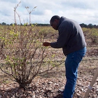 Postdoctoral Research Associate Joseph Disi inspects blueberries during the field presentations at the UGA Blueberry Team's 2018 Integrated Pest Management Team's Field Day in Alma, Georgia.