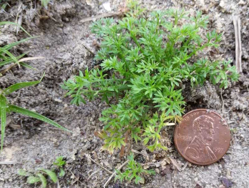 Lawn burrweed, a small weed, compared to a penny in a Georgia lawn