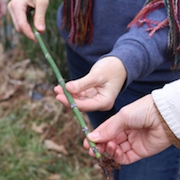 Noelle Fuller and her intern Zoe Sabatini hold a piece of horsetail grass to examine its structure. They are propagating this piece of grass to grow more plants for their plant sale coming up in May.