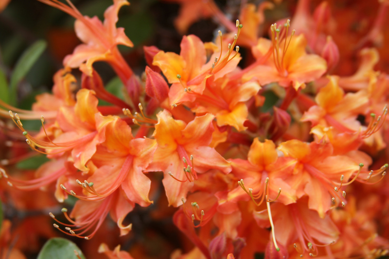 Native azaleas typically have tubular flowers with long stamens that extend beyond their petals. University of Georgia scientist Carol Robacker is studying many of the native azaleas that grow in the Piedmont region to determine which ones are adapted to Georgia.