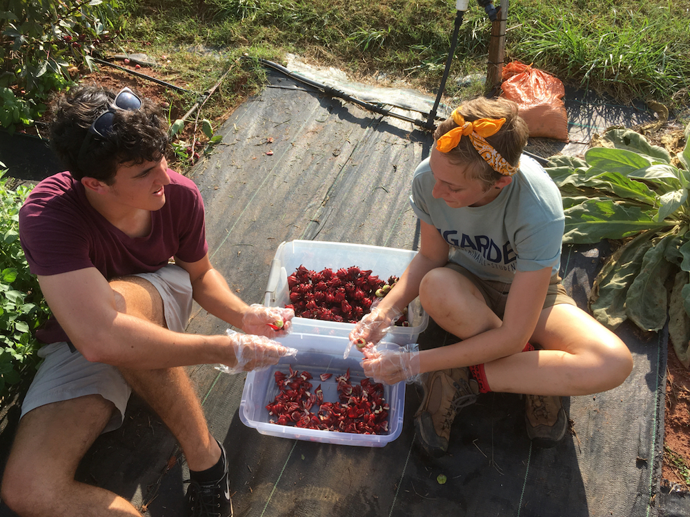 Students peel hibiscus calyxes from the seed pods that form from the plant's showy flowers. The calyxes are used for brewing tea high in vitamin C.