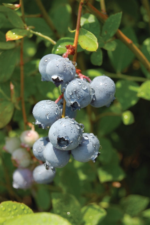 Blue Suede blueberries