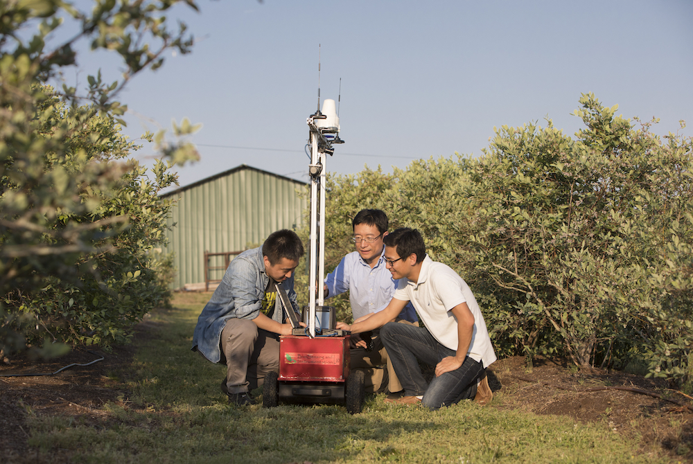 Professor Changying (Charlie) Li works with graduate students (L-R) Yu Jiang and Shangpeng Sun with a robot in a blueberry field. Li is heading a new research initiative at UGA, the Phenomics and Plant Robotics Center. The center will spearhead new research into using robots, sensing and data analysis to help aid the development of new crop varieties.