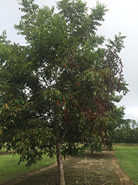 Pecan tree shows damage from research study.