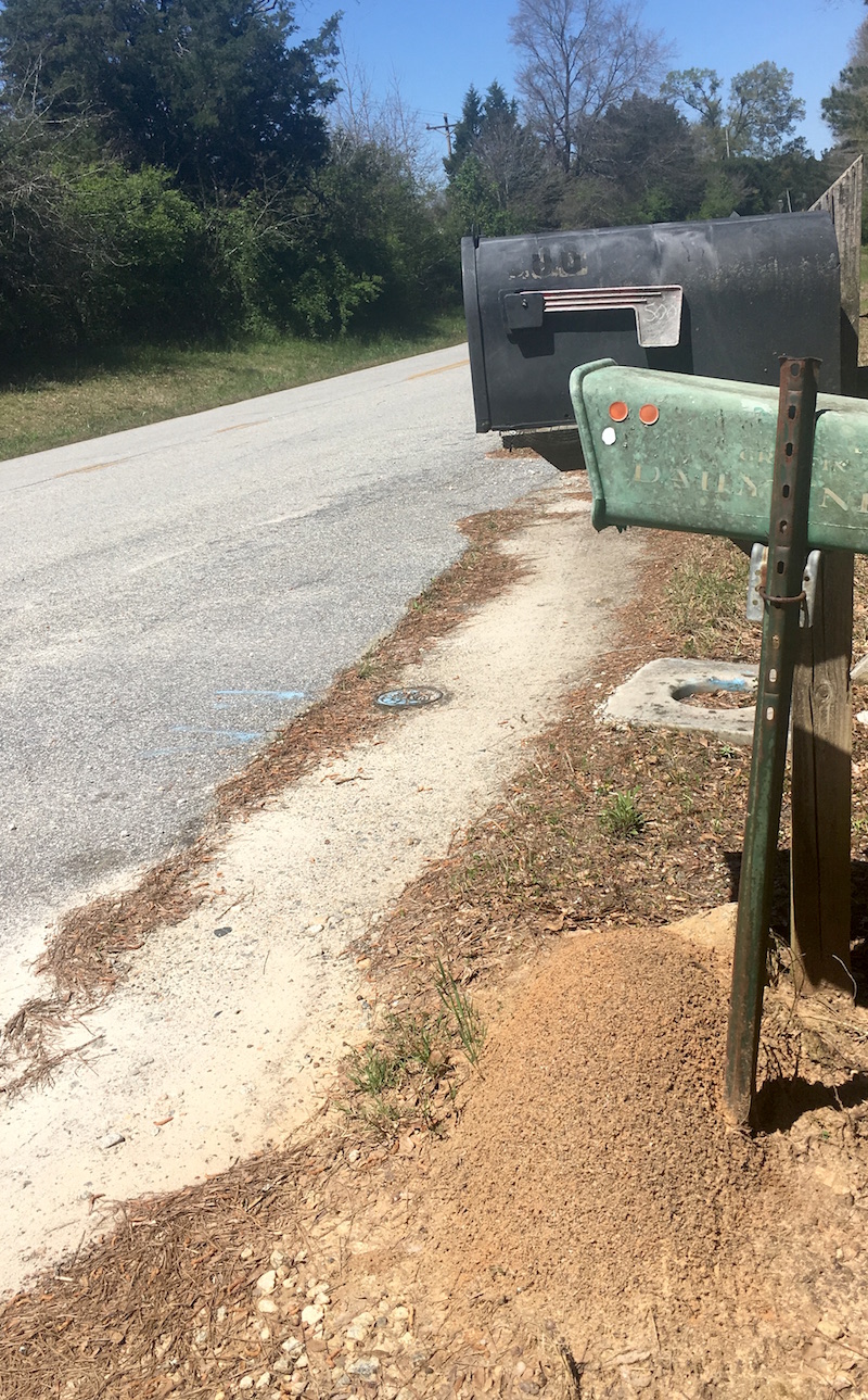 Mounds of red imported fire ants are often found popping up in pastures and in unique spots, like beside this mailbox post in Griffin, Georgia.