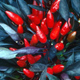 (John Stommel/Bugwood.org)
Ornamental peppers can brighten up a home or garden for the holidays, but watch out for children who might be tempted to give these peppers a taste. Some varieties can be blazing hot to the taste buds, says University of Georgia horticulturist Paul Thomas.