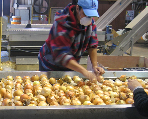 Workers at Bland Farms sort Vidalia onions.