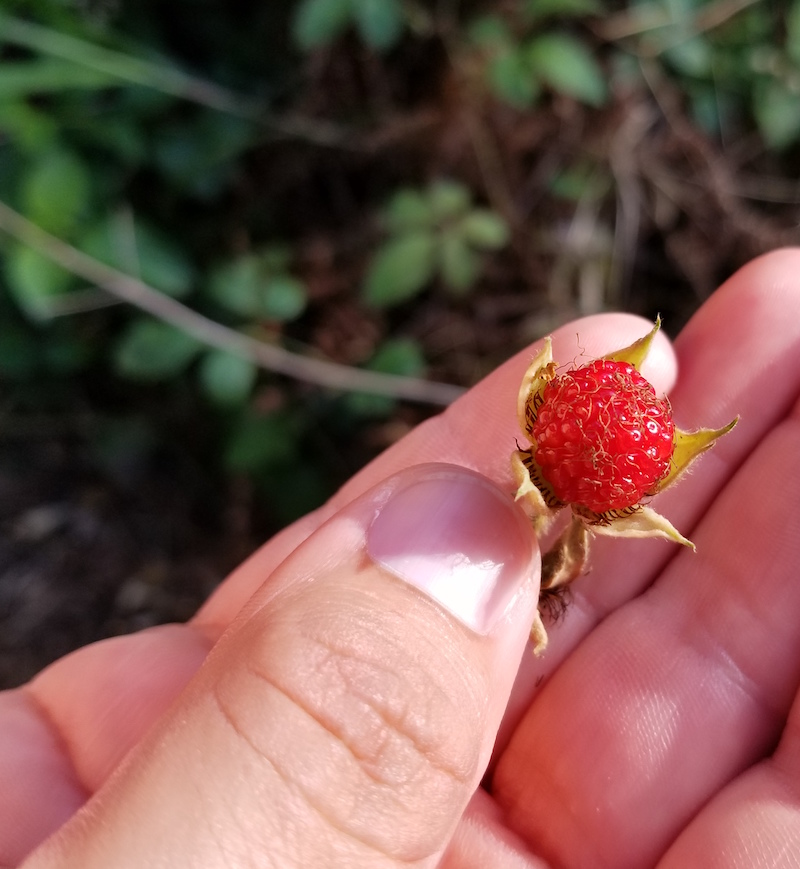 When collecting wild raspberry seeds in Australia, University of Georgia scientist Rachel Itle first had to “calibrate” her eyes to search for the tiny, red berries. This, made finding them easier, but the wild berries were not plentiful. Some were bright red, some dull red and some golden, and the fruit is about a half or a fourth the size of commercial berries sold in the U.S., she said.