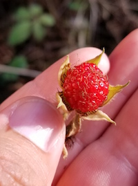 When collecting wild raspberry seeds in Australia, University of Georgia scientist Rachel Itle first had to “calibrate” her eyes to search for the tiny, red berries. This, made finding them easier, but the wild berries were not plentiful. Some were bright red, some dull red and some golden, and the fruit is about a half or a fourth the size of commercial berries sold in the U.S., she said.