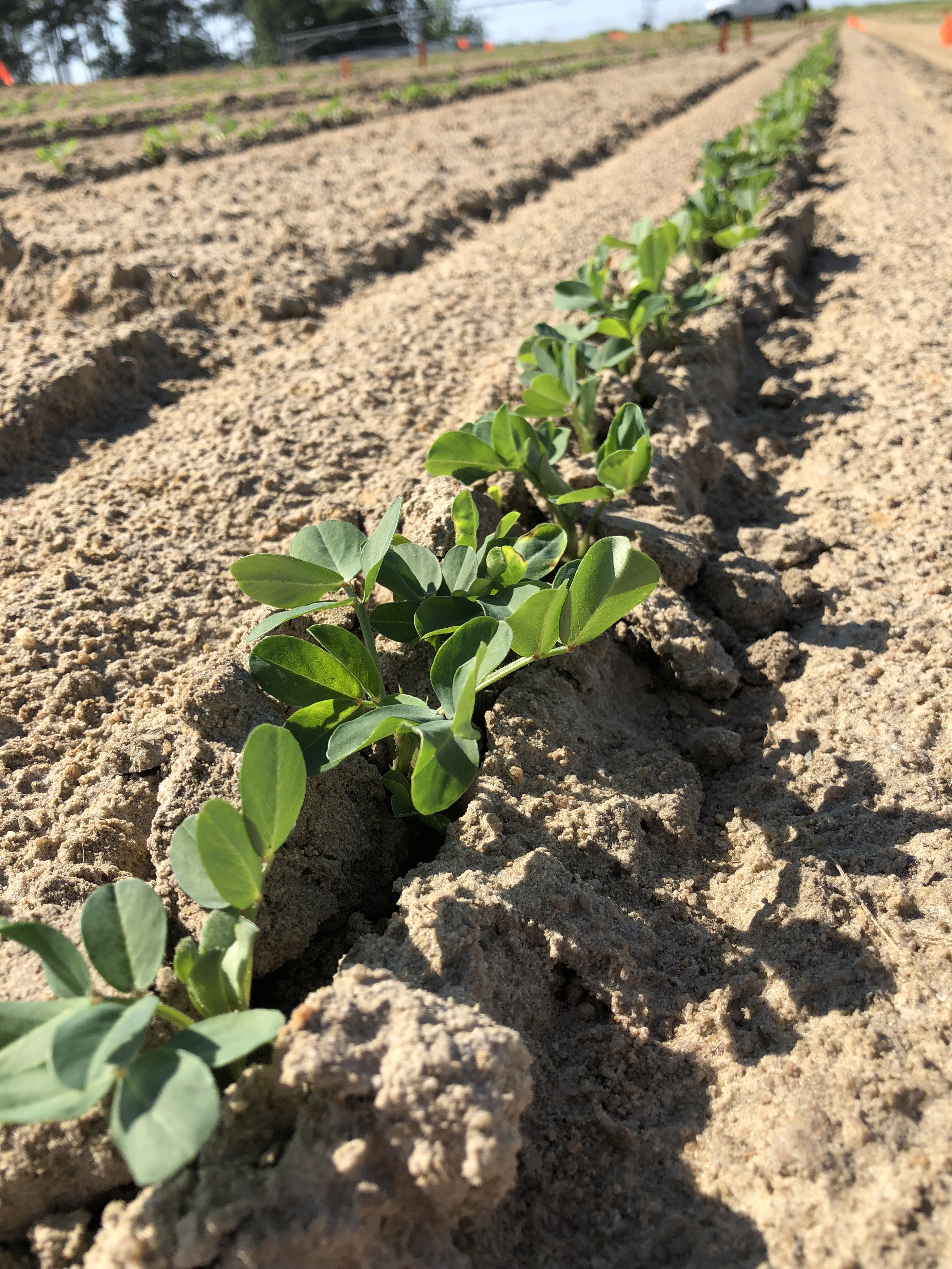 Plant Growth and Development of Peanuts