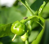 Managing pepper weevils is difficult because pyrethroid pesticides are no longer effective. The weevil has built up a resistance to the pesticides and, once inside the fruit, they are not affected by insecticides.