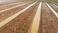 Georgia's peanut and cotton acreage remains in flux due to the inclement weather. According to the Georgia Crop Progress and Condition Report, issued by the U.S. Department of Agriculture National Agricultural Statistics Service, 73 percent of this year's peanut crop has been planted. Some of the crop will likely need to be replanted because of saturated field conditions.