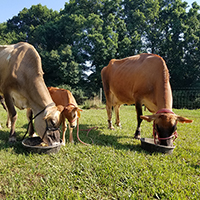 Three generations of the UGA Teaching Dairy Jersey herd — grandmother Hershel, granddaughter Mary Ethel and mother Brooks — dine together at the dairy. 
Mary Ethel, who was born in May 2018, was dubbed Mary Ethel Creswell in honor of the first female graduate of UGA.